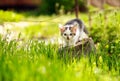 Playful little kitten in summer garden in grass Royalty Free Stock Photo