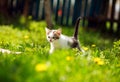 Playful little kitten in summer garden in grass Royalty Free Stock Photo