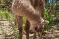 Playful little llama peering at the camera