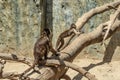 Playful little monkeys climb trees