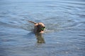 Playful Little River Duck Dog in the Water Royalty Free Stock Photo