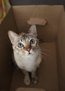 Playful lovely cat in a paper box