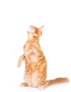 Playful maine coon cat standing on hind legs and looking up. iso Royalty Free Stock Photo