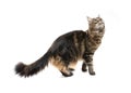 Playful maine coon cat standing on hind legs and looking up Royalty Free Stock Photo