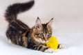 Playful Maine coon kitten lying on white background with yellow soft toy mouse in paws. Royalty Free Stock Photo