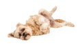 Playful Maltese and Poodle Mix Dog Laying
