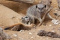 Playful Meerkats