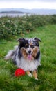 Playful miniature Australian shepard Royalty Free Stock Photo