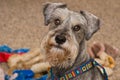 Playful miniature schnauzer dog indoors Royalty Free Stock Photo