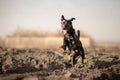 Playful mixed breed dog running Royalty Free Stock Photo