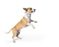 Playful Excited Mixed Small Breed Dog Jumping Up Royalty Free Stock Photo