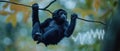 Playful monkey hanging from branch with sound wave in background Royalty Free Stock Photo