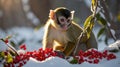 Squirrel Monkey in Winter Landscape Eating Red Berries on Snow-Covered Branches Royalty Free Stock Photo
