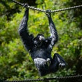 Playful monkey swinging from a rope in a tropical forest setting