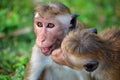 Playful monkeys, SrÃÂ­ Lanka