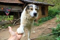 Playful Mountain dog extending his paws Royalty Free Stock Photo