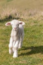 Playful newborn lamb jumping on grassy meadow Royalty Free Stock Photo