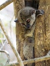 Playful nocturnal lemur, Ankarana Special Reserve, Madagascar