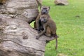 Playful olive baboons on tree trunk