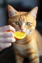 Playful Orange Cat Enjoying a Treat from a Human Hand. Perfect for Pet Lovers.