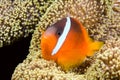 Playful orange clownfish