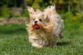 Playful orange havanese dog is running with a ball in the grass