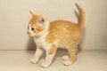playful orange kitten on gray background