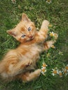 Playful orange kitten lying down on a green grass meadow among flowers. Little ginger cat cute scene outdoors