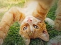 Playful orange kitten lying upside down on the green grass. Little ginger cat cute scene outdoors in the nature Royalty Free Stock Photo