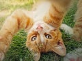 Playful orange kitten lying upside down on the green grass. Little ginger cat cute scene outdoors in the nature