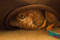 Playful orange kitty in a tunnel