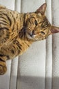 Playful orange striped cat with green eyes