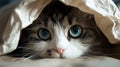 Playful orange tabby cat peeking out of a neatly cut hole in a crisp white paper background