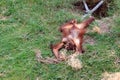 Playful Orangutan baby