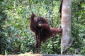 Playful orangutan hanging from a rope in a lush green forest Royalty Free Stock Photo