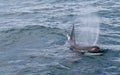 PLAYFUL ORCA SURFACING TO SPRAY FROM ITS BLOWHOLE