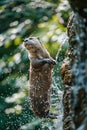 Playful Otter Enjoying a Refreshing Splash by a Small Waterfall in Lush Green Nature Environment