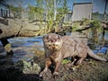 Playful Otter Royalty Free Stock Photo