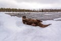 Playful otter Royalty Free Stock Photo