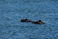 Playful Pair of Sea Otters in the Ocean Waters