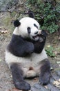 Giant Panda in China Royalty Free Stock Photo