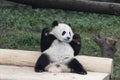 Playful Panda Cubs in Chongqing, China