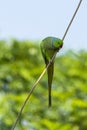 A Playful Parrot waiting for treats Royalty Free Stock Photo