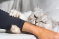 Playful persian fluffy cat biting and scratching hand. Cat playing wiith hand