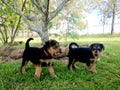 Playful pet Airedale Terrier puppy dogs playing outdoors misty morning