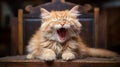 A Playful Pet Cat Charming Yawns Royalty Free Stock Photo