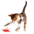 Small short-haired kitten catches a toy on a white background. Royalty Free Stock Photo