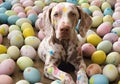 Playful Picasso-Inspired Bunny Pup and Paint-Splattered Eggs (AI Generated) Royalty Free Stock Photo