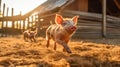 Playful Piglets in Muddy Pen at Golden Hour