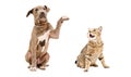 Playful Pit bull puppy and funny cat Scottish Straight Royalty Free Stock Photo